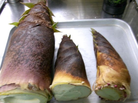 【最短発送】兵庫産朝掘りたけのこ2.8kg