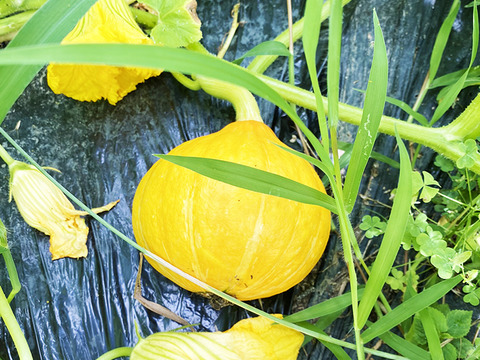 【訳あり】生で食べるかぼちゃ！コリンキー（約3kg、2～4個）農薬・化学肥料不使用