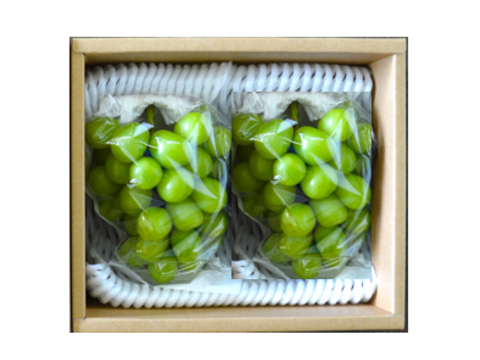 【ご家庭用】 岡山県産シャインマスカット 2房  予約販売！9月中旬より順次発送致します。