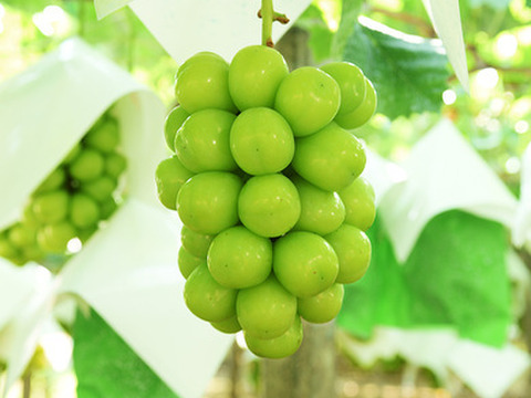 お待たせ！山梨県産「シャインマスカット」（ご家庭用・2㎏）