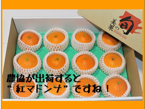 1級　愛媛県産　愛媛果試第２８号　Ｍ〜３Ｌサイズ　８〜１５個　 贈答用　お歳暮　プレゼントに