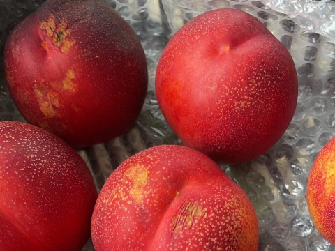 濃厚ネクタリン 黎明 B品(約3㎏)