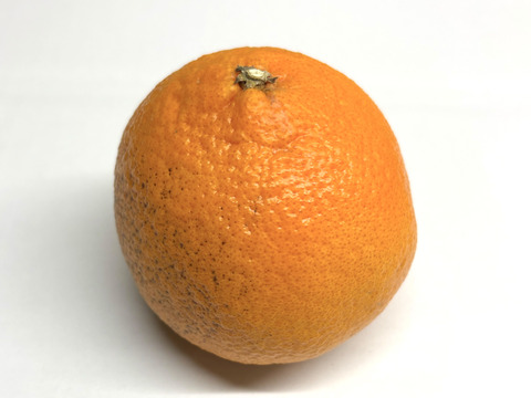 【訳あり】やみつきプリンセス3kg