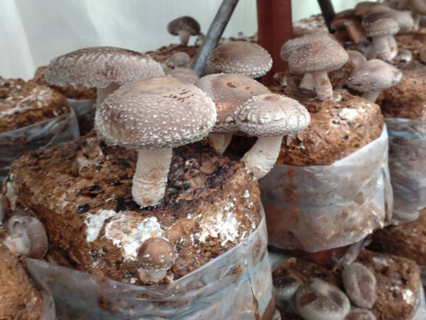 ちょっと贅沢に！大きいあがまる生しいたけ（菌床）0.5キロ
