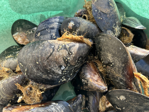お得！ムール貝（ムラサキイ貝）約2.5kg
