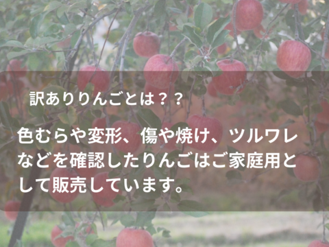 りんご ふじ 家庭用 約8〜11玉 スッキリ美味しい 3kg箱 リンゴ 通販 産直 ふじりんご サンふじ すりりんご ジュース 加工 お得 訳ありりんご