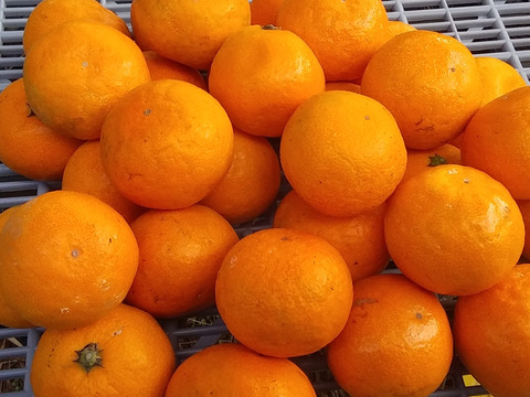 2種組合せ【田口みかん】➕【富有柿】4K和歌山産