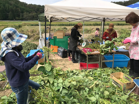【丹波篠山認定農家 〈数量限定〉夏の味覚をたっぷりお届け】お得な夏野菜6品目以上！たっぷり詰め合わせおまかせセット（80サイズ）先行予約受付開始！丹波篠山自然の恵み