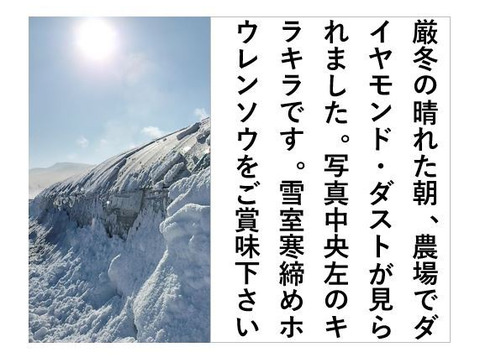 ホウレンソウ【うす紅根っ子、ギシッとした太い軸で野生的！】〈約1.2kg〉