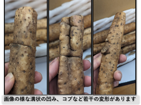 ほど良い粘りと風味豊かな自然薯（1kg）【カット、B級品】【農薬・化学肥料不使用】