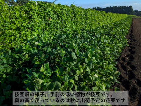 【農薬・化学肥料不使用】枝豆湯あがり娘300g