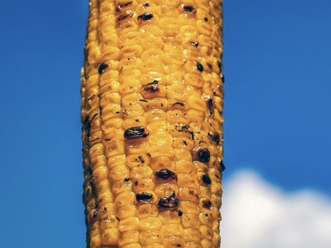 【五つ星ホテルでご提供】とうもろこし８本（品種:ゴールドラッシュ）