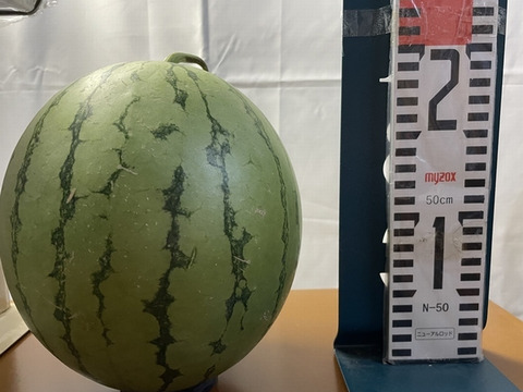 【最短発送】兵庫産　ニュー小玉スイカ1玉②2700ｇ