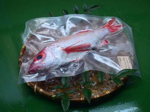 高級魚！徳島宍喰産活け〆ノドグロ‼️約1kg【冷凍】1月の発送になります。