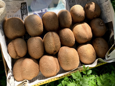 【10％増量中】えっ！これがキウイ？ あま〜い〈みつばちキウイ®〉家庭用 500g+50g（6～11個）農薬・化学肥料不使用