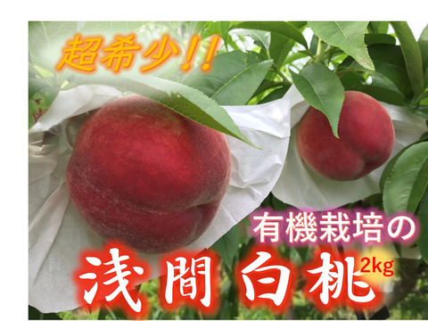 【有機栽培の美味しい浅間白桃約2kg】自然に優しく希少でジューシーな天然桃(6～7個入)！