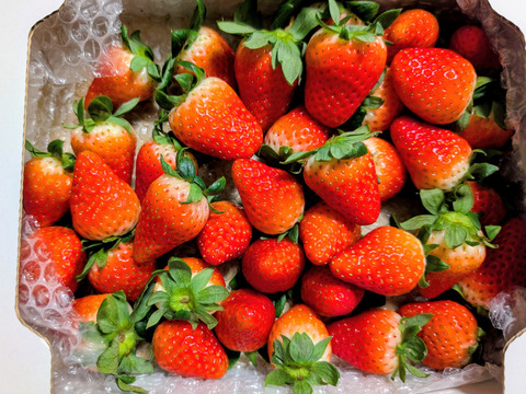 【内容量約750g】【今年はきらぴ香いちごをお届け！】【安定感抜群の濃厚な味と香り！】