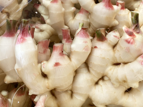 砂地ハウス栽培 瑞々しい！爽やかな辛味！和歌山県産新生姜 3kg