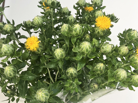 【産地直送／ベニバナ、３束（１束約６本】なかなか花屋さんで出会えない元気いっぱいの希少な花ベニバナ。ふっくらとした葉の間から顔をのぞかせる、鮮やかなベニバナです。ドライフラワーにしてもオススメ！