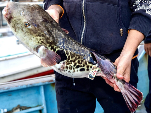 愛知県，【日間賀島産】臭み一切なし
天然トラフグ‼︎血抜き、神経〆、
下処理済み発送 （温暖化でまだまだ寒フグの時期）1キロサイズ　一本【白子入り】