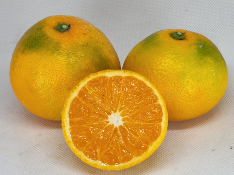 箱込約2㌔　人気のゆら早生みかん　 10月予約