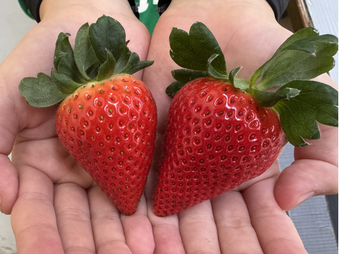 三重県オリジナルいちご【うた乃】1箱1kg~1.2kg4パック入