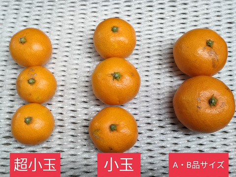 【《超》小玉】栽培困難な希少品種！石地温州みかん（2kg）