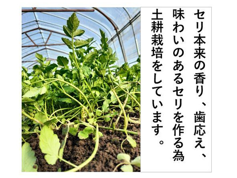 セリ 極太、めちゃ長！強い香りとギシッとした歯応え＜約800g＞
