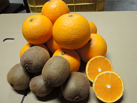 ☆和歌山産☆2種セット/ 清見 2kg + キウイ 0.5kg(追熟必要)