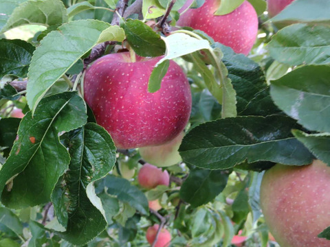 【収穫即日発送】諏訪生まれの「すわっこ」　3キロ箱【葉とらず】JA基準より60％減の低農薬栽培