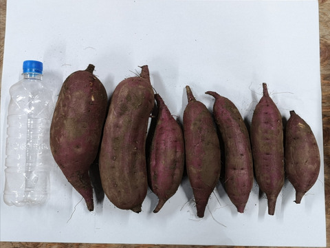 《自然栽培》じっくり熟成1ヵ月以上！サツマイモ　品種ベニハルカ　15キロ