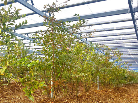 【加工用】冷凍ブルーベリー （フロリダローズ）2kg（1kg × 2袋）【ピンク色で完熟する希少品種】