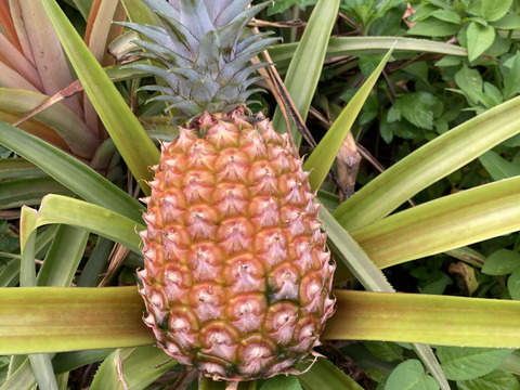 【訳あり品】完熟ピーチパイン 小浜島産（3kg/5～7玉）