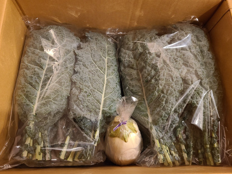 【朝採れ】カーボロネロ 600g【おうちで本格イタリアン】