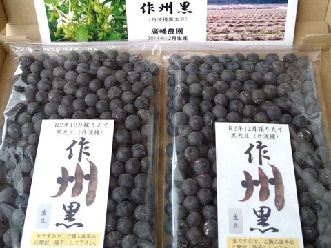 お正月煮豆用の高級品種黒大豆「作州黒」（丹波種）500g箱。令和2年12月初旬の採れたてをお届け！