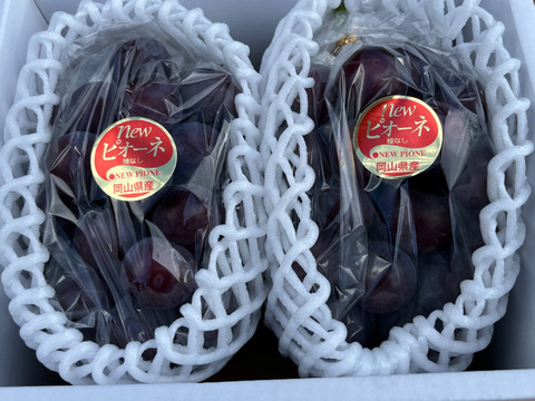 岡山県産ニューピオーネ約1Ｋｇ　2房　化粧箱入り