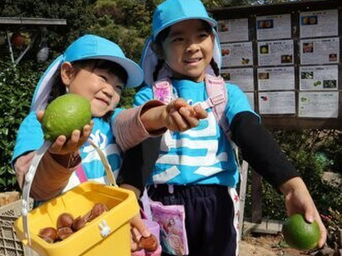 香り比べ広島県産『ライム＋緑黄色レモンセット』（約3㎏）