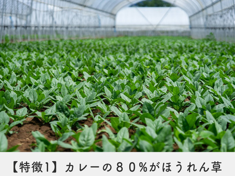 【朝市限定！10％OFF！】《ほうれん草ぎゅっと濃縮！》《簡単調理で本格スパイスカレー！》野辺山ほうれん草カレーペースト（一瓶250g、4，5人前）3個セット