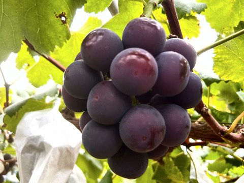🍇数量限定🍇訳あり3品種【おまかせ2kg・自宅用】岡山県産