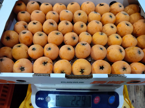 選果落ち【露地びわ】1,800g加工向き