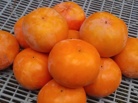 [甘柿の季節】富有柿MＬサイズ糖度12度(2㎏)和歌山産