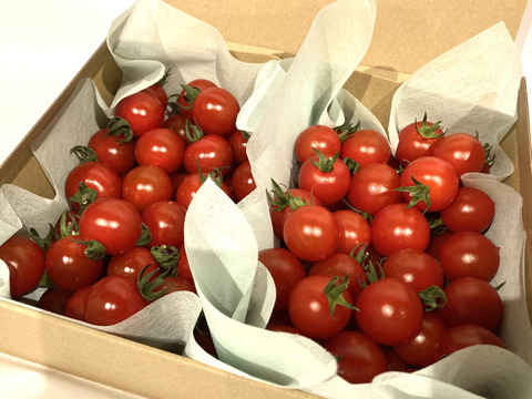 【食べ比べセット】フルーツミニトマト［小鈴クイーン&TTM180］