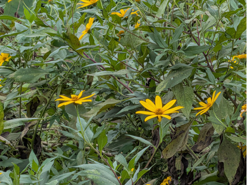 【予約増量♫】健康を気遣うあなたへ　菊芋　3000g→3150g  from 名水の里　神奈川県秦野市