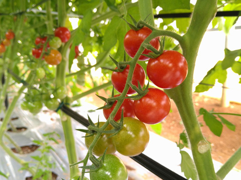 完熟トマト３種食べ比べセット『中玉＆ミニ』1kg