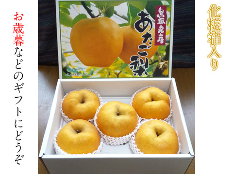 【冬ギフト】化粧箱入り！鳥取県産 あたご梨 約5kg