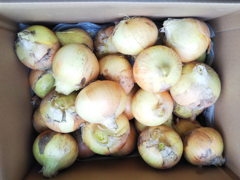 hirarinさん専用　　スナップエンドウ１ＫｇとＳサイズ新玉ねぎ３Ｋｇセット