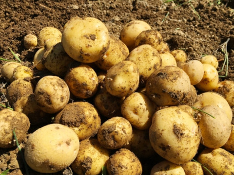 掘りたて！ホクホク！ビタミンｃたっぷり新ジャガキタアカリ5K＋掘りたてホクホク男爵5Ｋ食べ比べセット