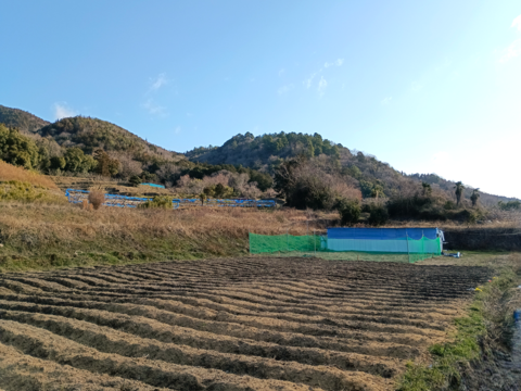 【ぷりぷり初玉】阿波　放し飼い有精卵「池田なません」10個
