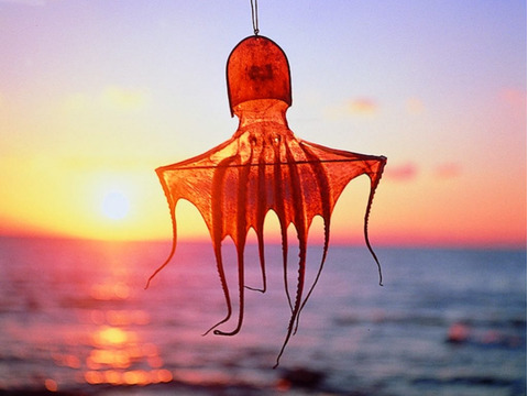 日間賀島産【マダコ】島の宝蛸
一級品、別格の旨味、
1.5k個体1匹　内臓を採って冷凍発送
タコ，BBQでぜひ！