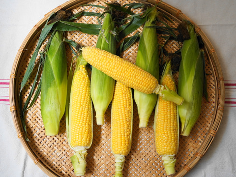 8本・お試し価格【最上級・プレミアムとうもろこし（糖度20度程度）】サニーショコラ